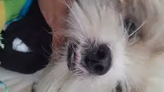 Me arrependi de fica brincando com o snupp*