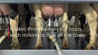 The Milking Process (long version)