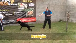 Treinamento com o C&atilde;o Hero de Lieuguarde