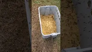 Feeding Bees Pollen Sub. How to Feed Bees During Winter.