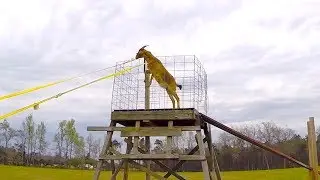 Goat Tower Feed System Demo