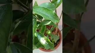Balkon bahçeciliği(Balcony gardening) #balkonbahçe #Balcony gardening#balkondadomates #balkondabiber