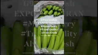 BANANA EXPORT FOR IRAN AND DUBAI