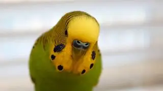 Kiwi и Pixel получили полную свободу действий внизу + спасибо нашим подписчикам!