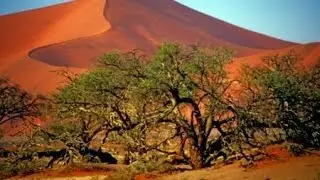 Desert Plants in UAE