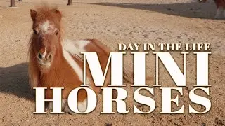 Miniature Horses Explained: Morning at a Miniature Horse Sanctuary | Episode 1