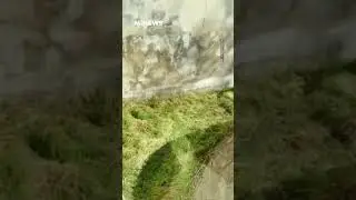 Giant Panda In China Zoo Falls Off Chair And Throws A Tantrum