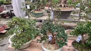 埼玉県川口市の新小雅盆栽センターで素敵な盆栽を見学して来ました！
