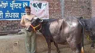 7 ਜਨਵਰੀ 2026 ਫੋਨ.ਨੰਬਰ 6284375100🔥🔥