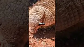 What is the PINK Fairy Armadillo's Secret Life Underground?
