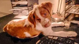 Nutty Nunzi | Puppy Times: &ldquo;Give A Puppy An Inch&rdquo;...