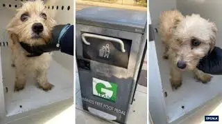 Puppy abandoned in self-compacting trash can rescued