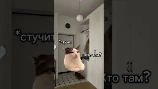 Ужастик #котики #футаж #фильмы