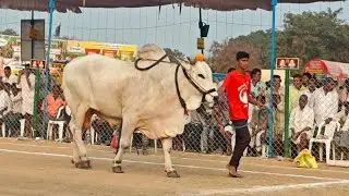 రెంటచింతల గ్రామం సీనియర్స్ విభాగం 10వ జత PVSR BULLS