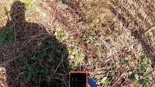 DELAWARE RABBIT HUNTING WITH CHICK AND DEE-DEE 2 SHOTS FIRED !