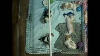 Osheehans Beagles Live Stream