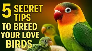 How to breed african lovebirds | Love birds breeding symptoms | Love birds breeding  tips