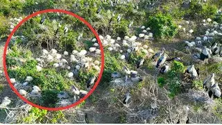 202-Beautiful birds feeding baby birds in nature#BirdCare #BabyAnimals #NatureReels