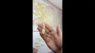 Homemade cicatelli sequence