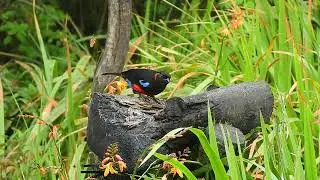 Tangara escarlata - Anisognathus igniventris - Scarlet-bellied Mountain-tanager