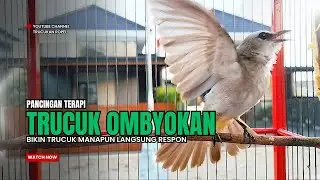 Suara Burung TRUCUKAN gacor TARUNG ROPEL PANJANG pancingan trucukan agar JADI trucuk gacor EMOSI