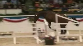 &hearts; Cassinger- jumping horse  by Cassini I