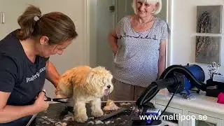 Klippning av en 8 månaders Maltipoo