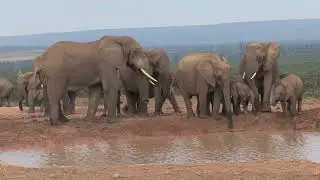 African Elephant Wonders: A Captivating Compilation of Wildlife Moments