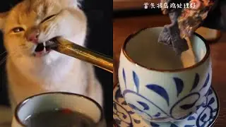 Challenge 98 Days of Michelin Cat Rice Cat Food Review Homemade Cat Rice Biregis Fresh Mea