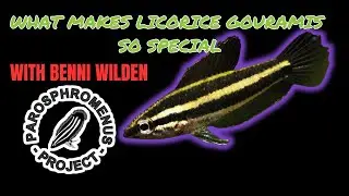 What makes Licorice Gourami such a fantastic fish?