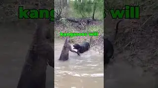 Are kangaroos hunting in the water? #zoology #australia #kangaroo