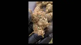 RUNTZ - Exotic Gnetix | KINGSEEDS