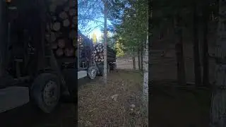 Последняя загрузка на этом небольшом лесозаготовительном участке #лесозаготовка #gypo #трейдер #л...