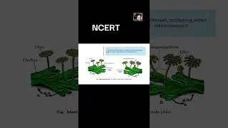 dioecious bryophyte #class11 #neetexam #neetbiology #shorts
