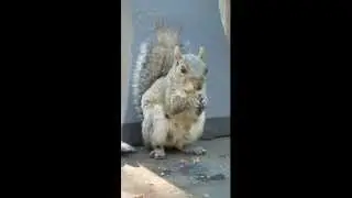 Mamma squirrel having an afternoon snack
