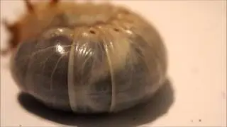 Allomyrina dichotoma Adult/Larvae video