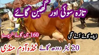 Tando Adam cow mandi latest update|all animals vlog