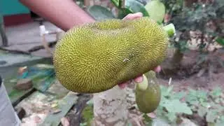 Jackfruit (vegan meat) Pokada /Village style
