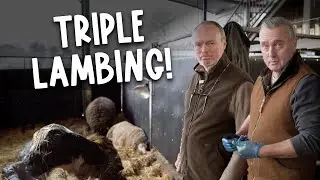 They All Lambed at Once&hellip; 😅 | Lambing our Pedigrees
