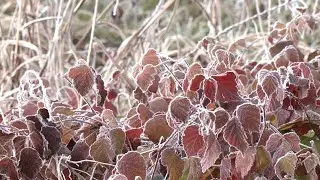 Freddo e ghiaccio, natura da cartolina nel Cremonese