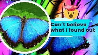 FACTS UNTOLD ABOUT BLUE MORPHO BUTTERFLY