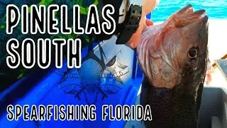 Spearfishing Florida - Freediving Pinellas South Reef (April 2023)