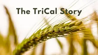 The TriCal Story