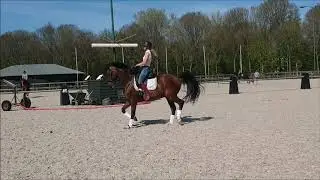 Coeroeni ( Dutch Dormello x Flemmingh)