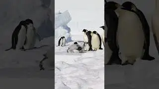Adelie penguin slaps an Emperor penguin chick. #penguin #wildlife #birds