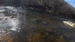 Tight Lining Kern River Rainbows