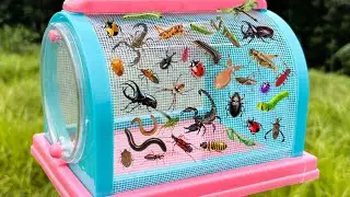 I am hunting for insects in the garden, I found a grasshopper, Ladybug, praying mantis, dragonfly