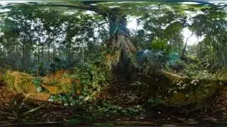Back to Nature    Rainforest 360&deg; Virtual Reality VR Video