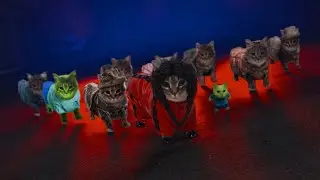 OIIA CAT x Thriller (Music Video Cat Version)