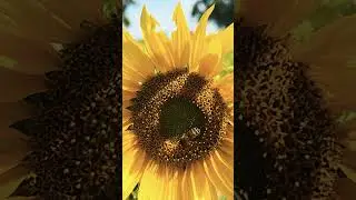 #Atkins Sunflower Farm #travel #exploreadelaide #viralvideo #flowers #adelaidelife